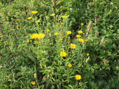 Weidenblättriges Rindsauge (Buphthalmum salicifolium)