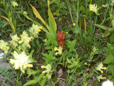 Gemeine Sommerwurz (Orobanche caryophyllacea)